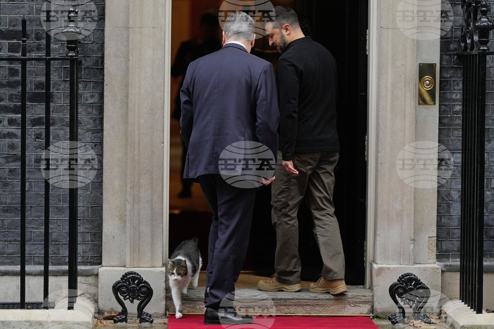 Britain Larry The Cat