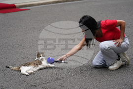 Britain Larry The Cat Photo Gallery