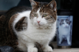 Britain Larry The Cat Photo Gallery