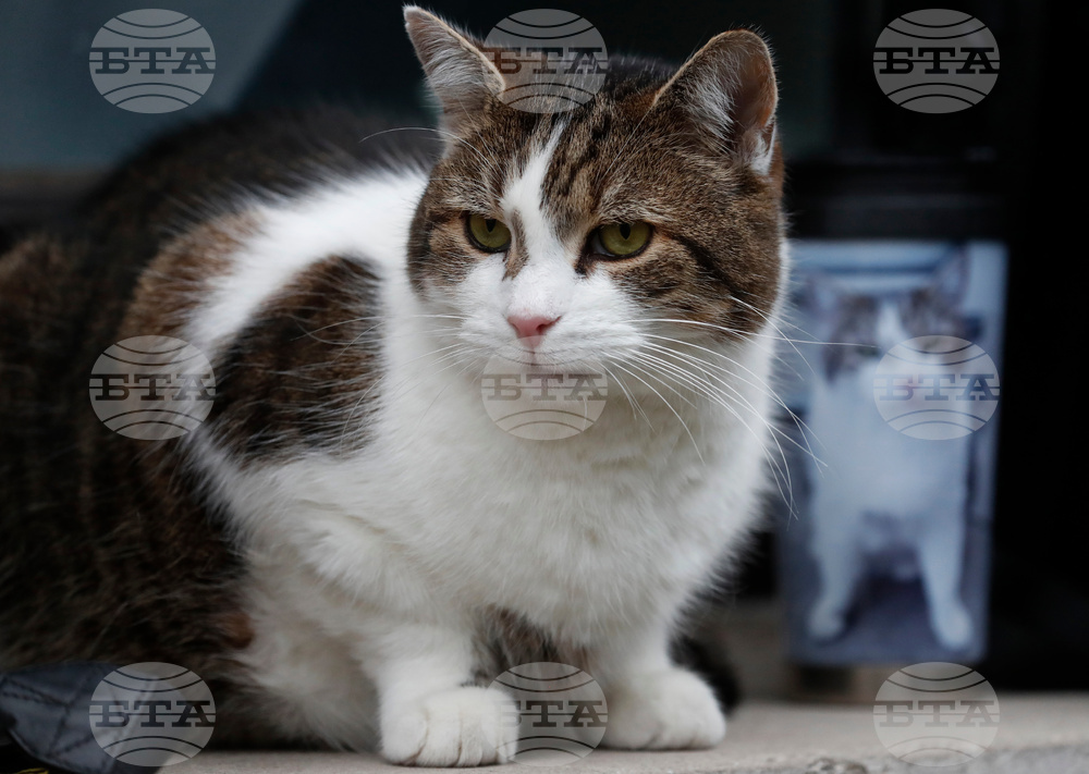 Britain Larry The Cat Photo Gallery