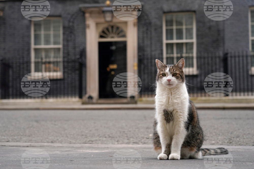 Britain Larry The Cat Photo Gallery