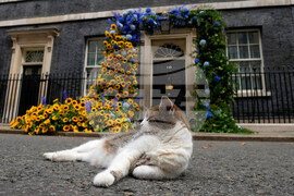 Britain Larry The Cat Photo Gallery