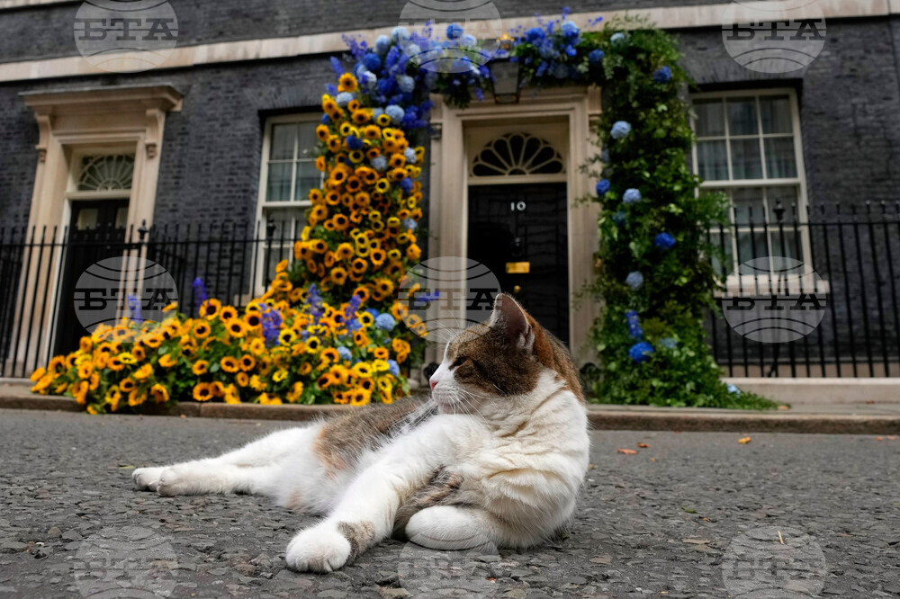 Britain Larry The Cat Photo Gallery
