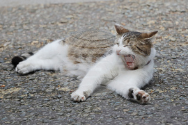 Britain Larry The Cat Photo Gallery