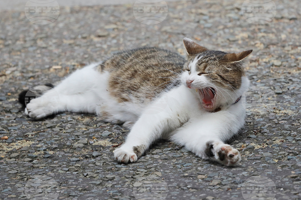 Britain Larry The Cat Photo Gallery