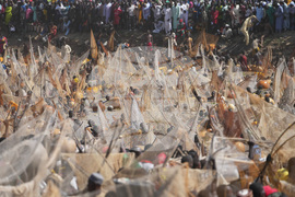 Nigeria Argungu Fishing Festival