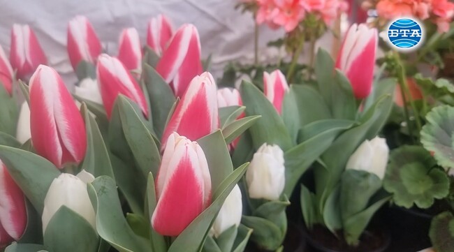 Кюстендилци отбелязват празника си с традиционни ритуали, концерти и цветно изложение