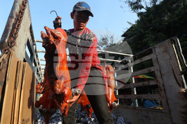 Cambodia Lunar New Year