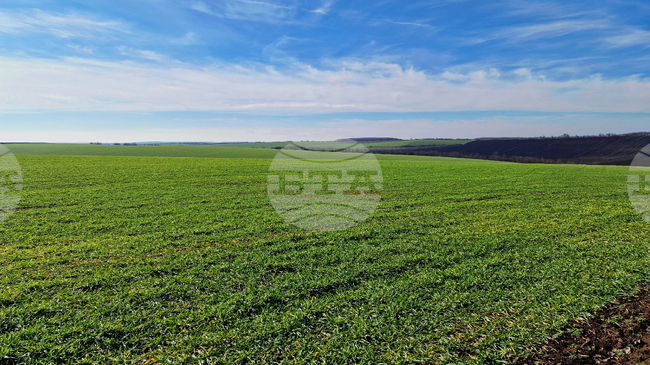 Зимните култури в Европа възобновяват вегетативния си растеж на фона на благоприятни условия, сочи доклад