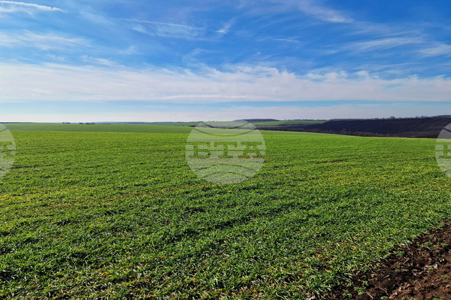 Зимните култури в Европа възобновяват вегетативния си растеж на фона на благоприятни условия, сочи доклад
