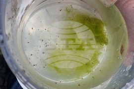 Ден 85 - Гл. ас. д-р Весела Евтимова: Копеподите Boeckella poppei са царете в езерцата на Ливингстън