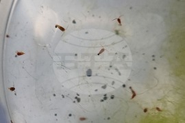 Ден 85 - Гл. ас. д-р Весела Евтимова: Копеподите Boeckella poppei са царете в езерцата на Ливингстън