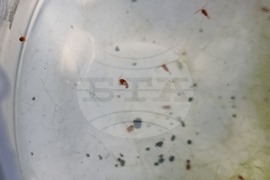 Day 85: Hydrobiologist Vessela Evtimova: Copepods Boeckella poppei Reign Over Livingston Island's Ponds