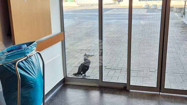 Пожарникари и медицински персонал спасили ранена птица, която чукала на вратата на спешното отделение в болница в Бремен