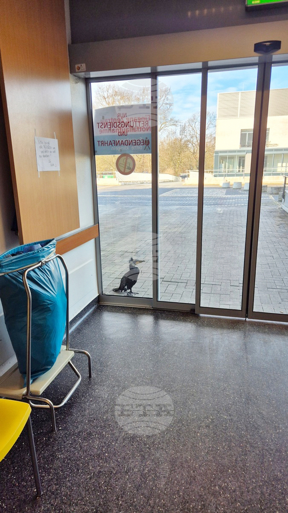 Пожарникари и медицински персонал спасили ранена птица, която чукала на вратата на спешното отделение в болница в Бремен