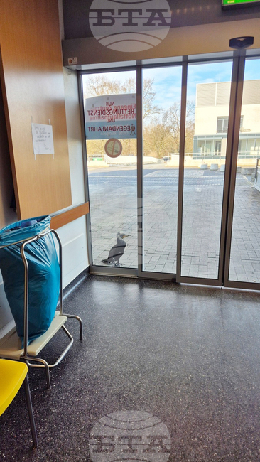 Пожарникари и медицински персонал спасили ранена птица, която чукала на вратата на спешното отделение в болница в Бремен