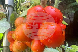 Gardening - Tomatoes