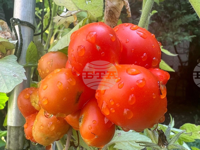 Gardening - Tomatoes