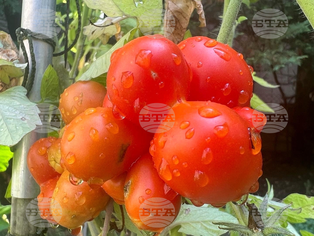 Gardening - Tomatoes