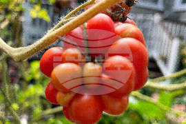 Gardening - Tomatoes