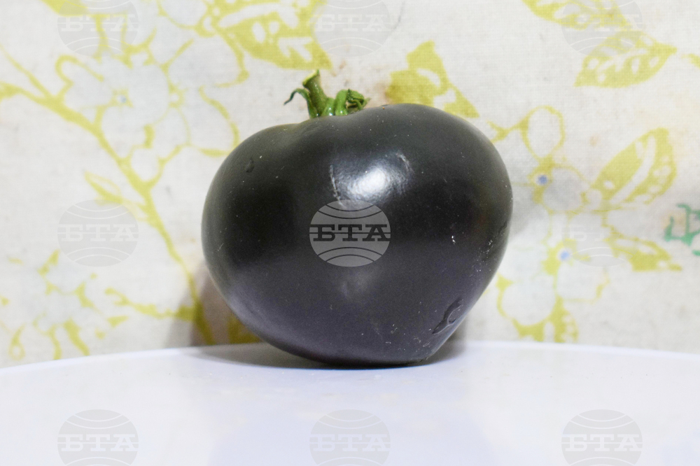 Gardening - Tomatoes