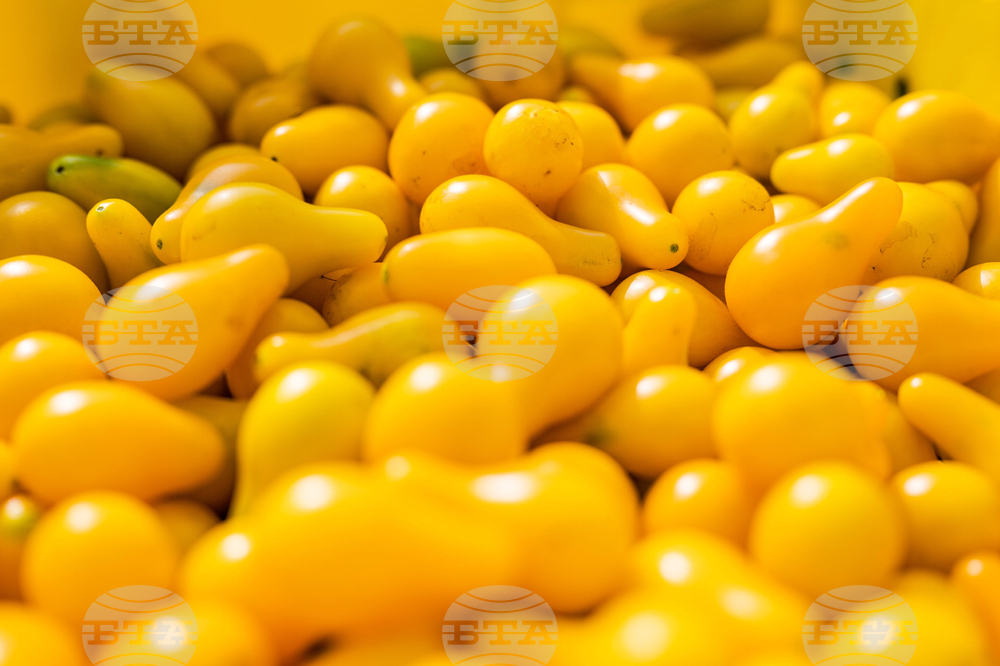 Gardening - Tomatoes