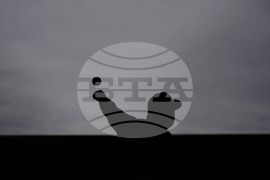 Padres Spring Baseball