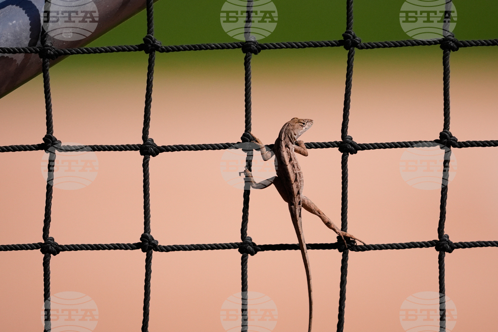 Twins Spring Baseball