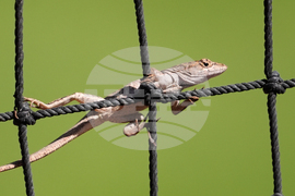 Twins Spring Baseball