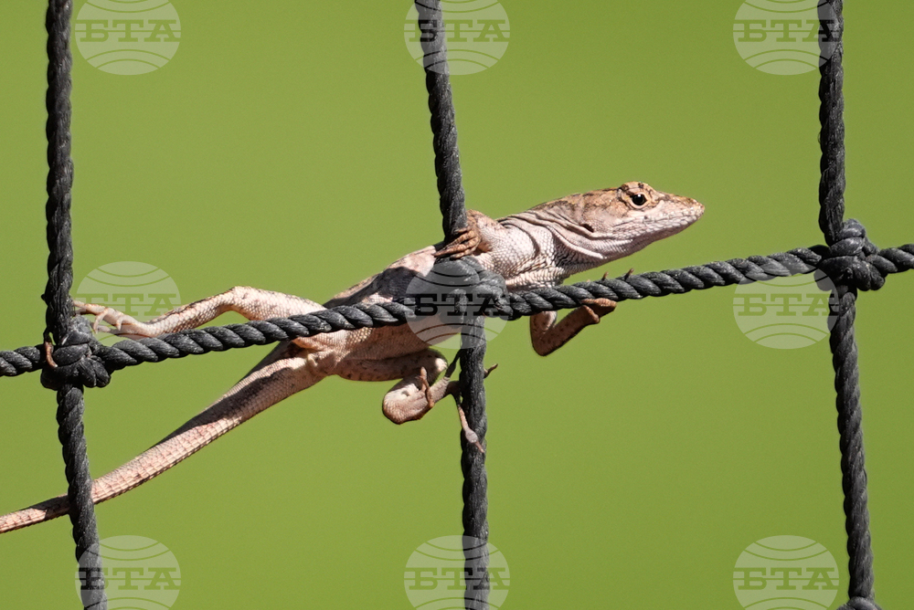 Twins Spring Baseball