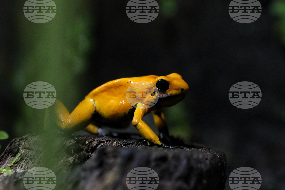 Colombia Poison Frog