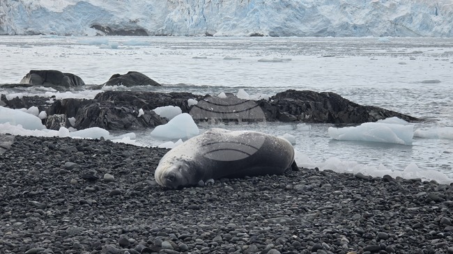 Научноизследователският кораб „Св. св. Кирил и Методий" ще отплава днес от Антарктида