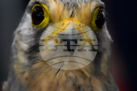 Пловдив – Панаир - "Природа, лов, риболов"