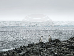Antarctica - View