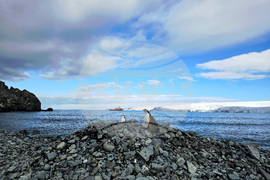Antarctica - 34th Bulgarian Antarctic Expedition - Penguins "police"