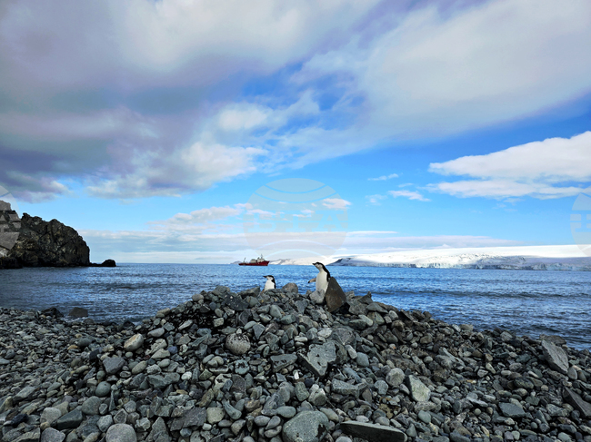 Antarctica - 34th Bulgarian Antarctic Expedition - Penguins "police"