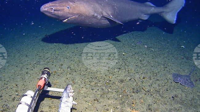 Необичайни наблюдения на акула бяха направени в почти замръзналите води на Антарктида