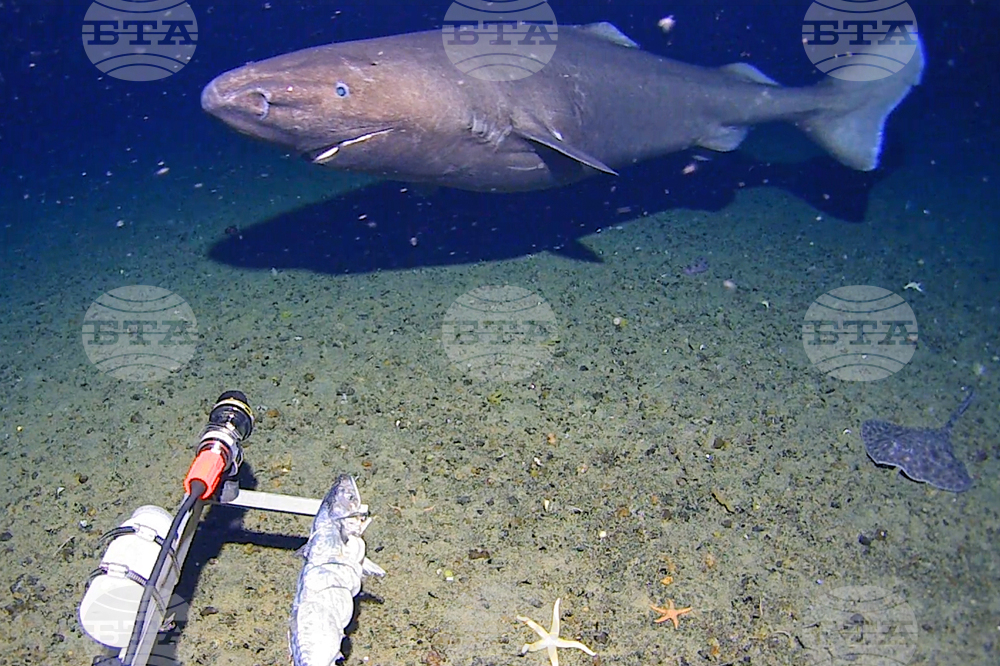 Необичайни наблюдения на акула бяха направени в почти замръзналите води на Антарктида