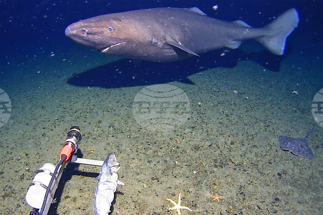 Необичайни наблюдения на акула бяха направени в почти замръзналите води на Антарктида