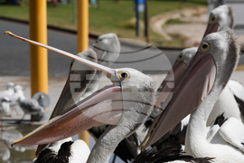 Australia Daily Life