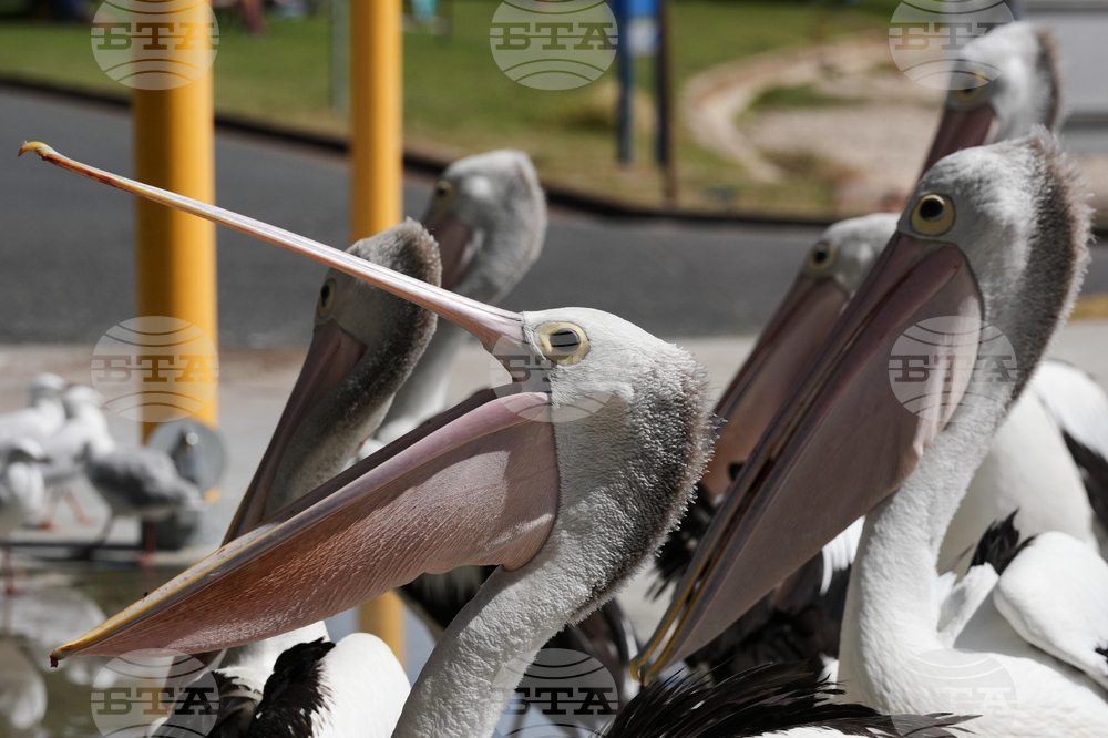 Australia Daily Life