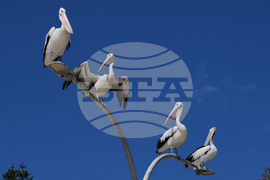 Australia Daily Life