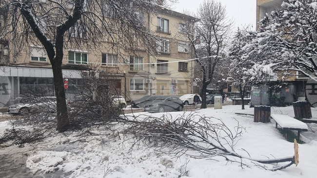 Екипите на пожарната в Плевен са реагирали на 51 сигнала за счупени клони и паднали дървета заради снеговалежа