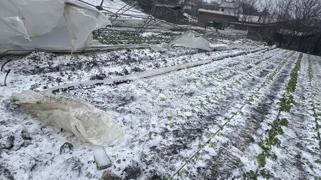 Общинските оранжерии за екологично чисти зеленчуци край Казанлък са унищожени вследствие на влошените метеорологични условия