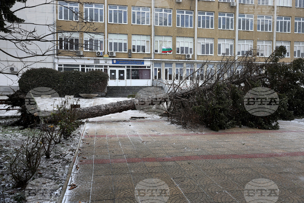 Варна - силен вятър - паднало дърво