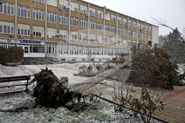 Варна - силен вятър - паднало дърво