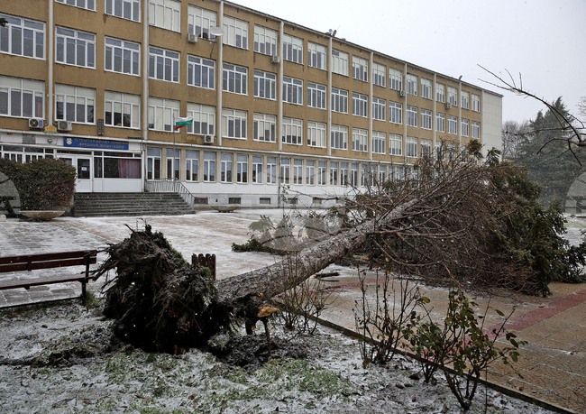 Варна - силен вятър - паднало дърво