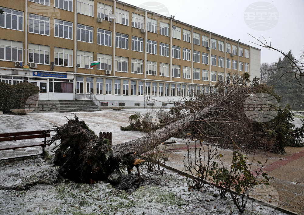Варна - силен вятър - паднало дърво