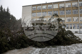 Варна - силен вятър - паднало дърво