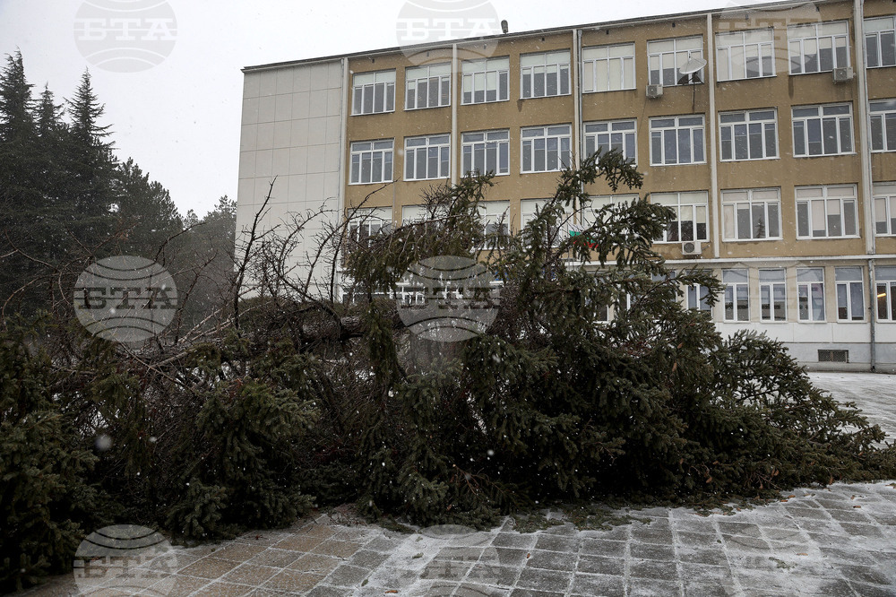 Варна - силен вятър - паднало дърво